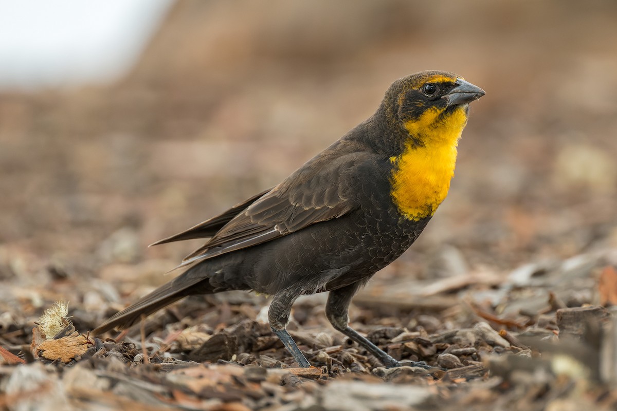 Yellow-headed Blackbird - ML642419204