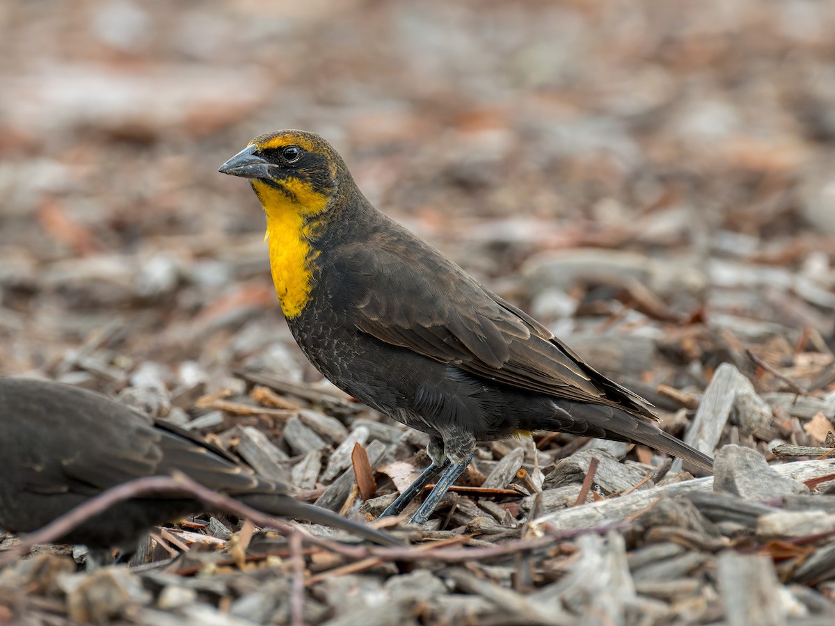 Yellow-headed Blackbird - ML642419206