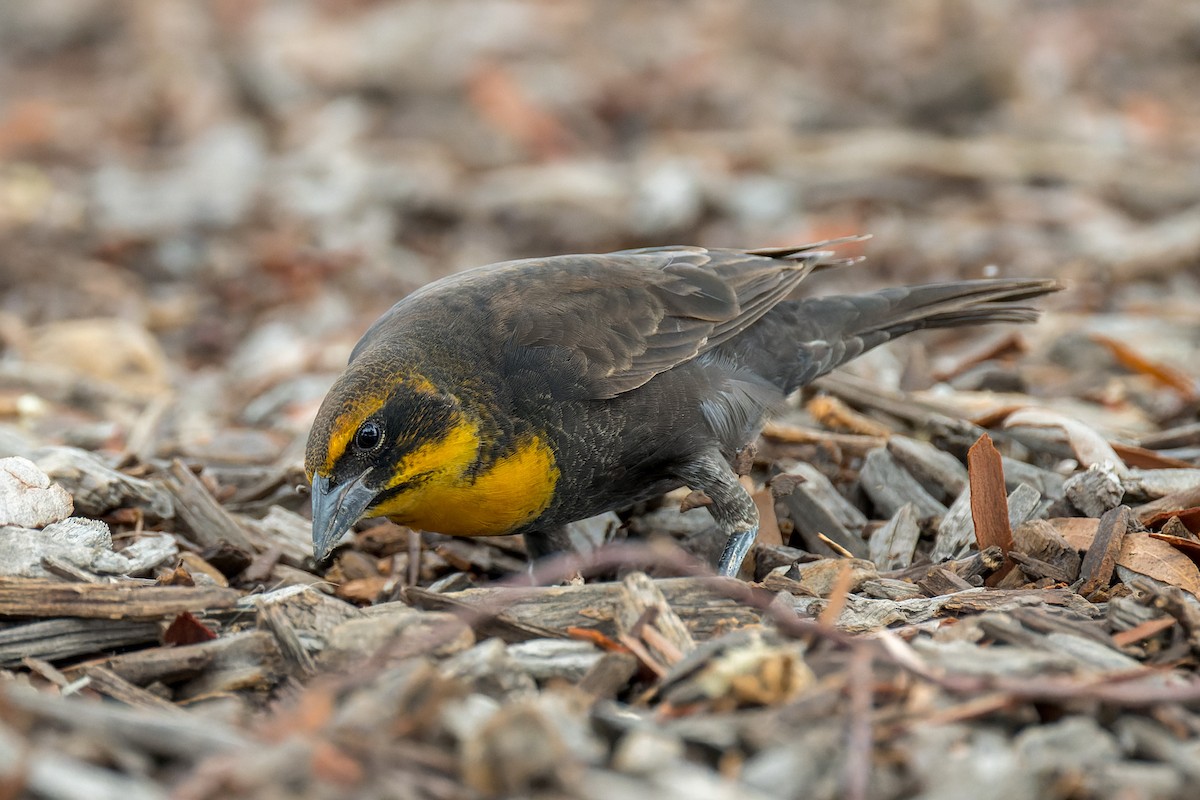 Yellow-headed Blackbird - ML642419208