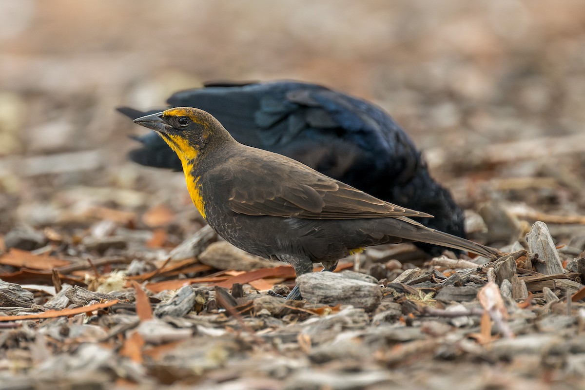Yellow-headed Blackbird - ML642419210