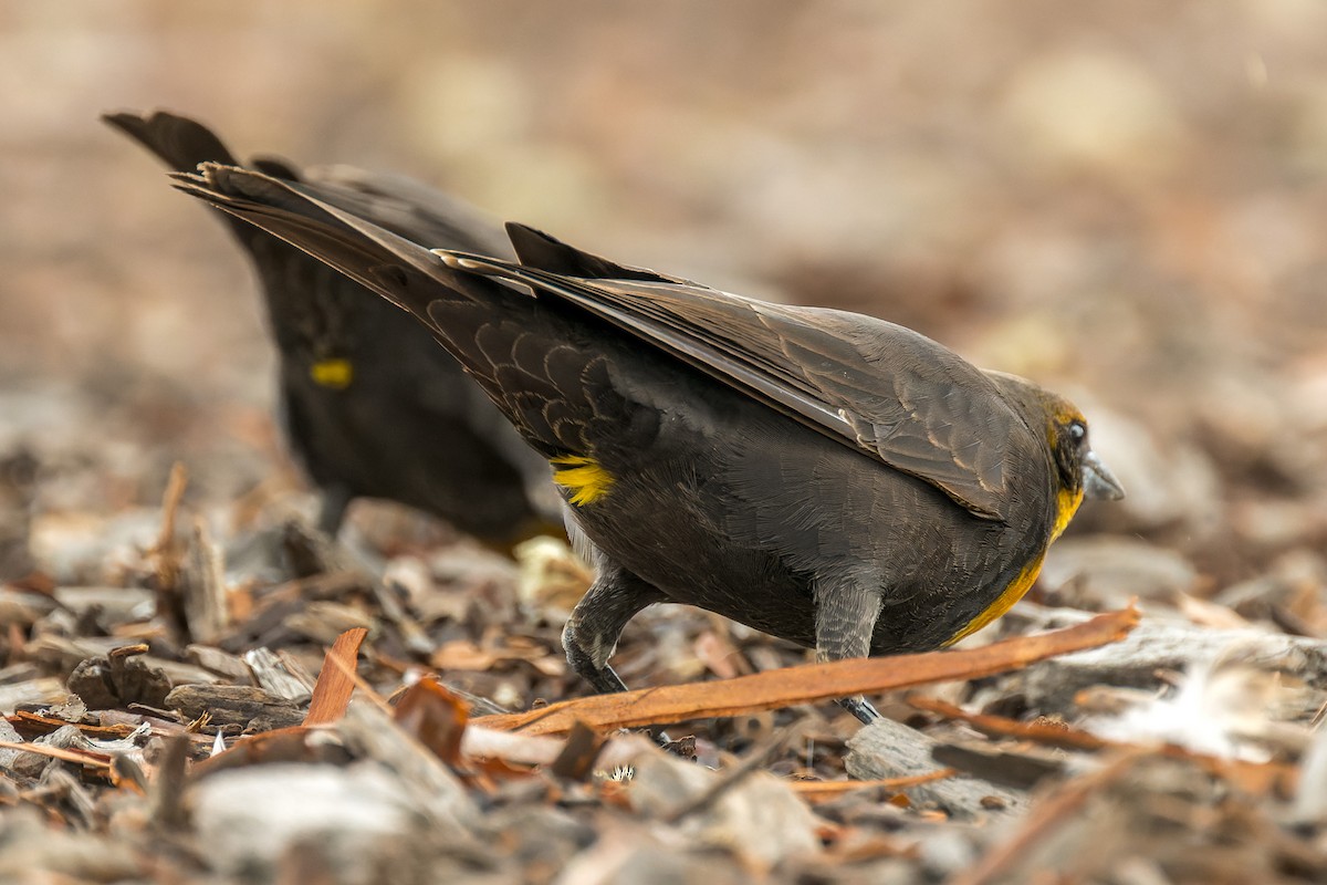 Yellow-headed Blackbird - ML642419212
