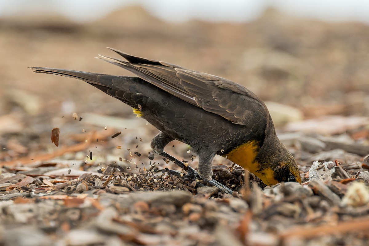 Yellow-headed Blackbird - ML642419213