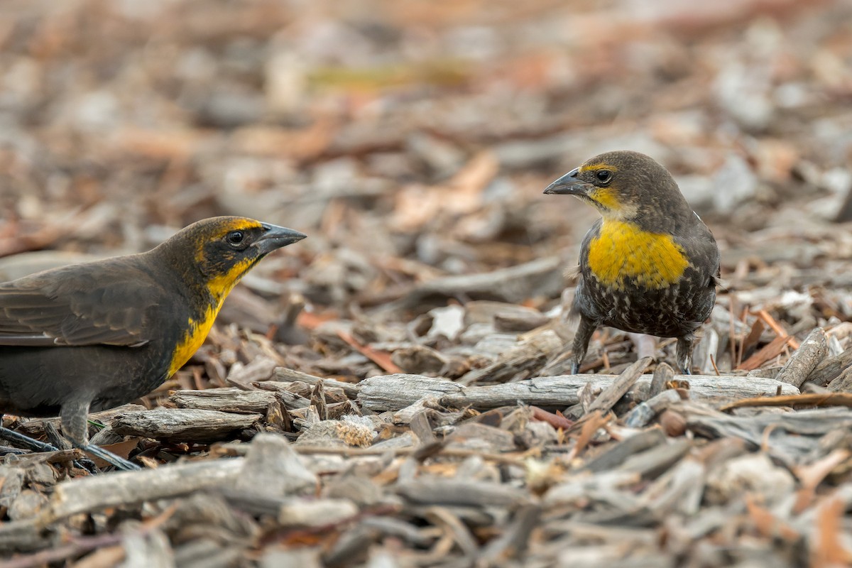 Yellow-headed Blackbird - ML642419214