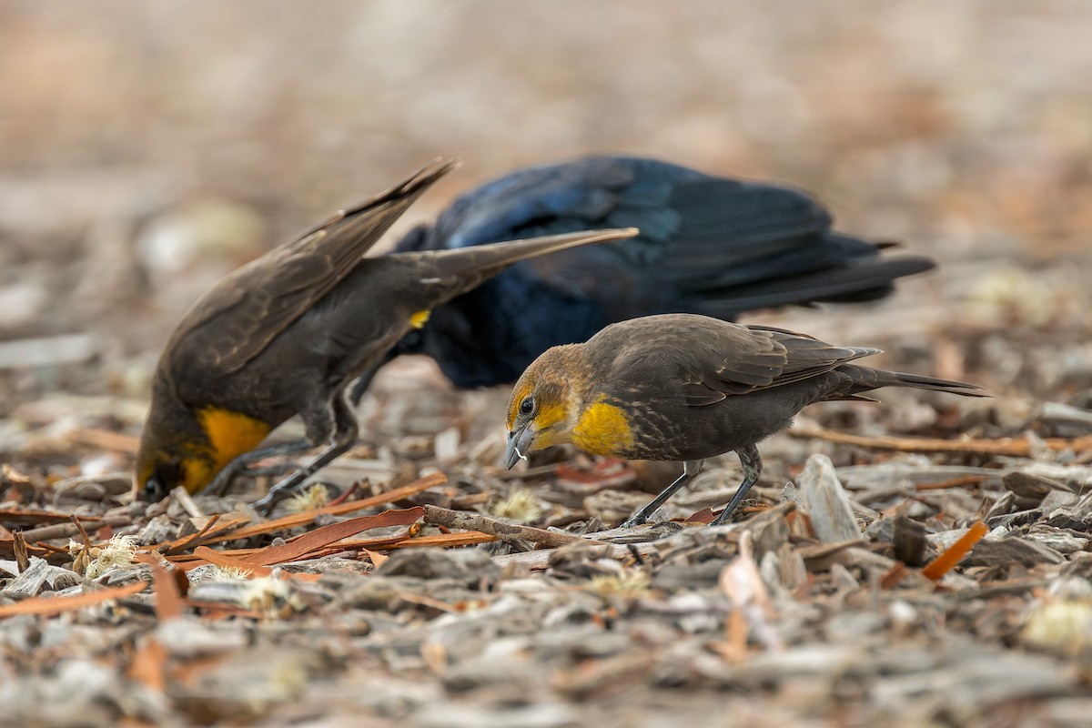 Yellow-headed Blackbird - ML642419215