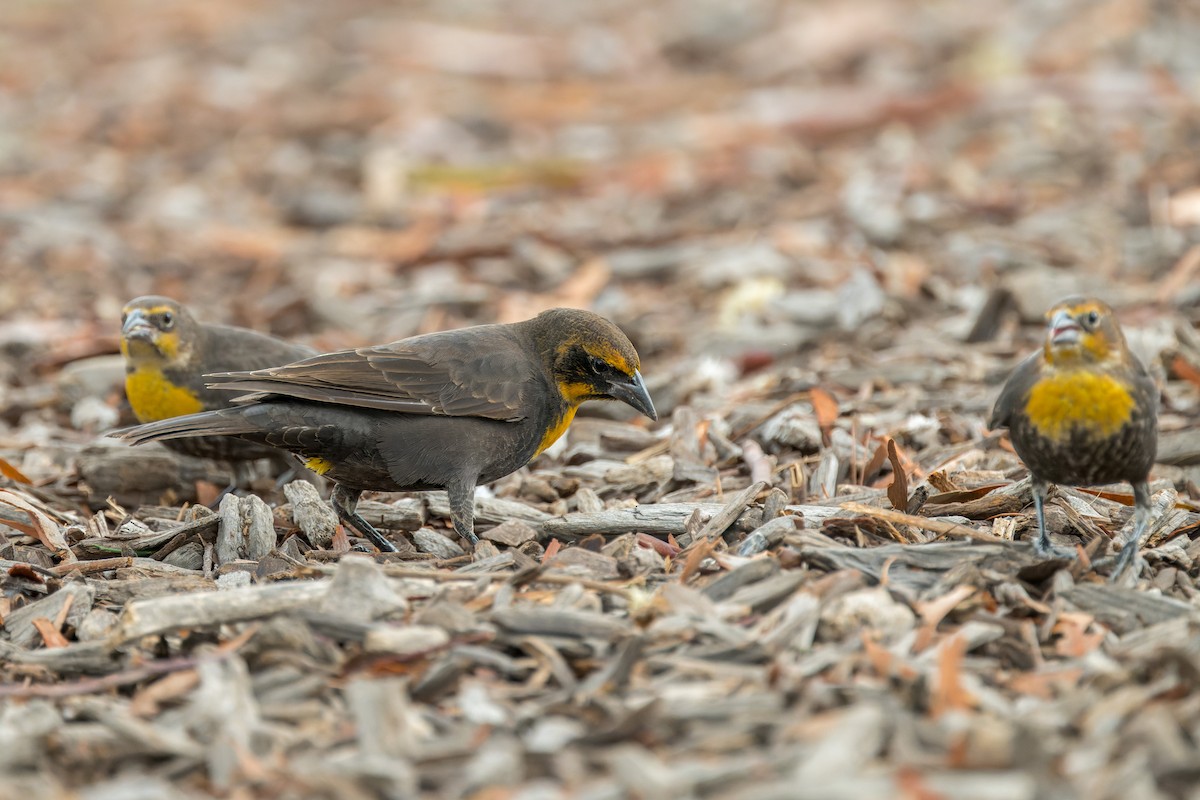 Yellow-headed Blackbird - ML642419217