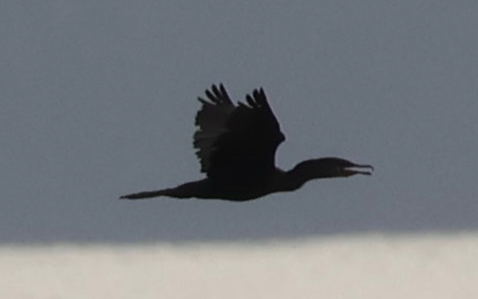 Cormoran vigua - ML642419253