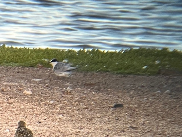 Least Tern - ML642419256