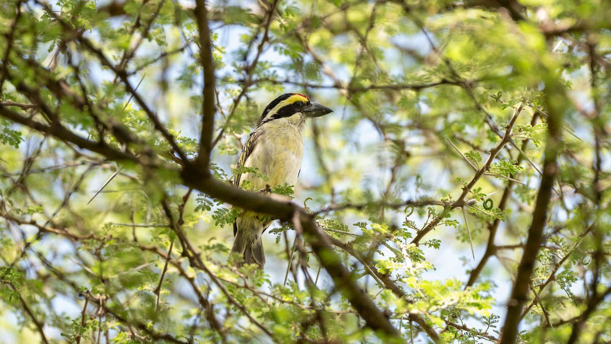 Red-fronted Barbet - ML642419261