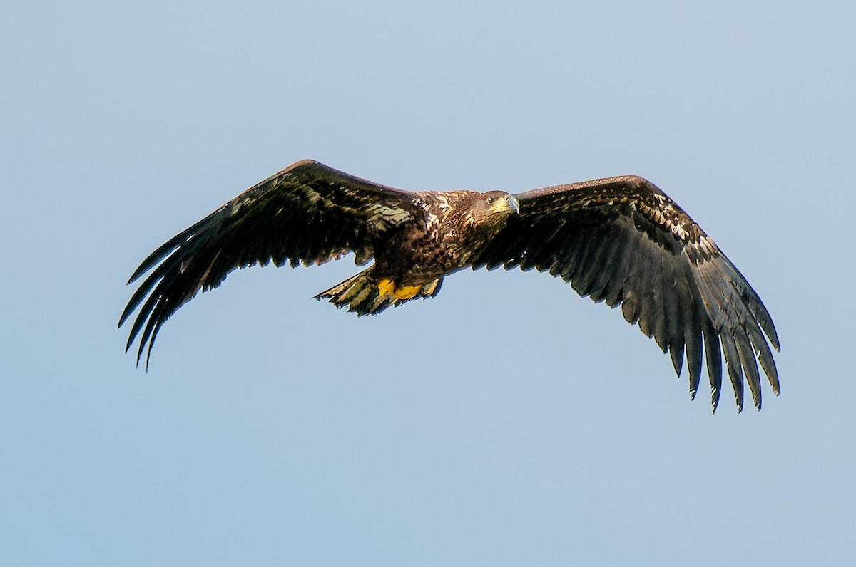 Цагаан сүүлт нөмрөг бүргэд - ML642419263