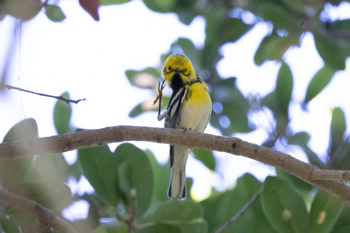 Hybride Paruline de Townsend x P. à tête jaune - ML642419264