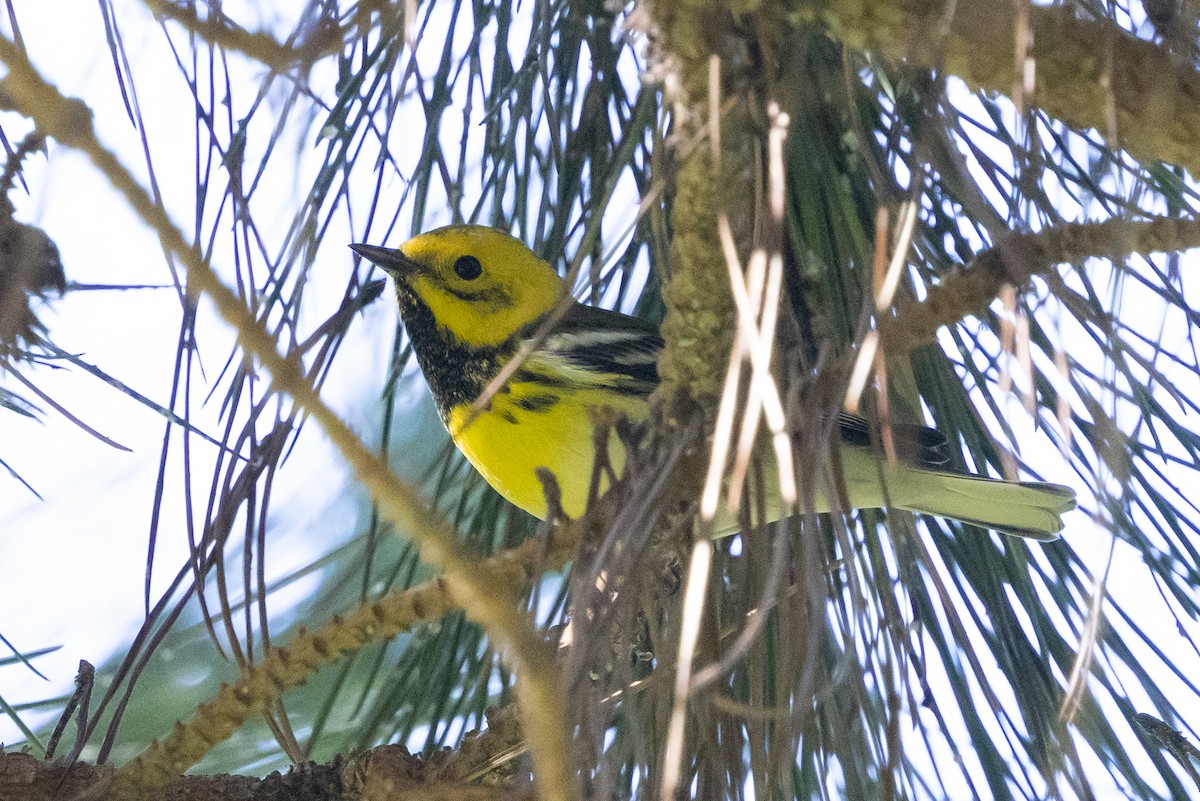 Hybride Paruline de Townsend x P. à tête jaune - ML642419265