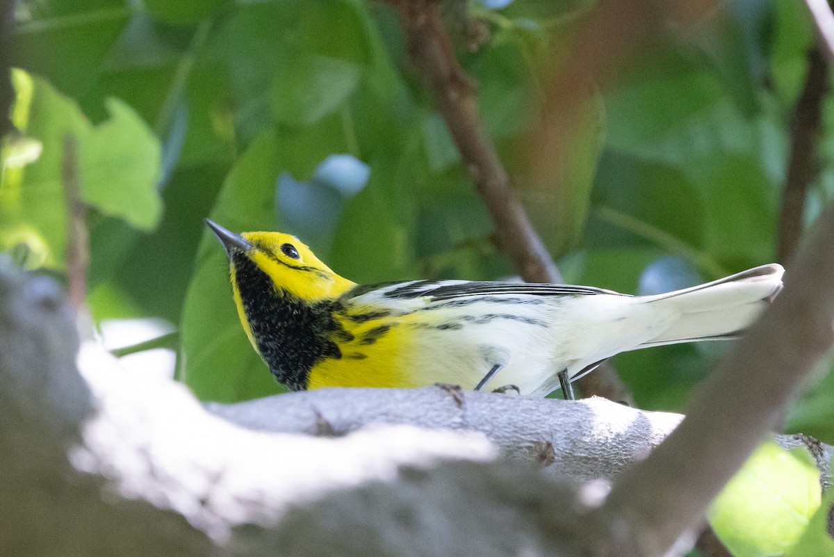 Hybride Paruline de Townsend x P. à tête jaune - ML642419275