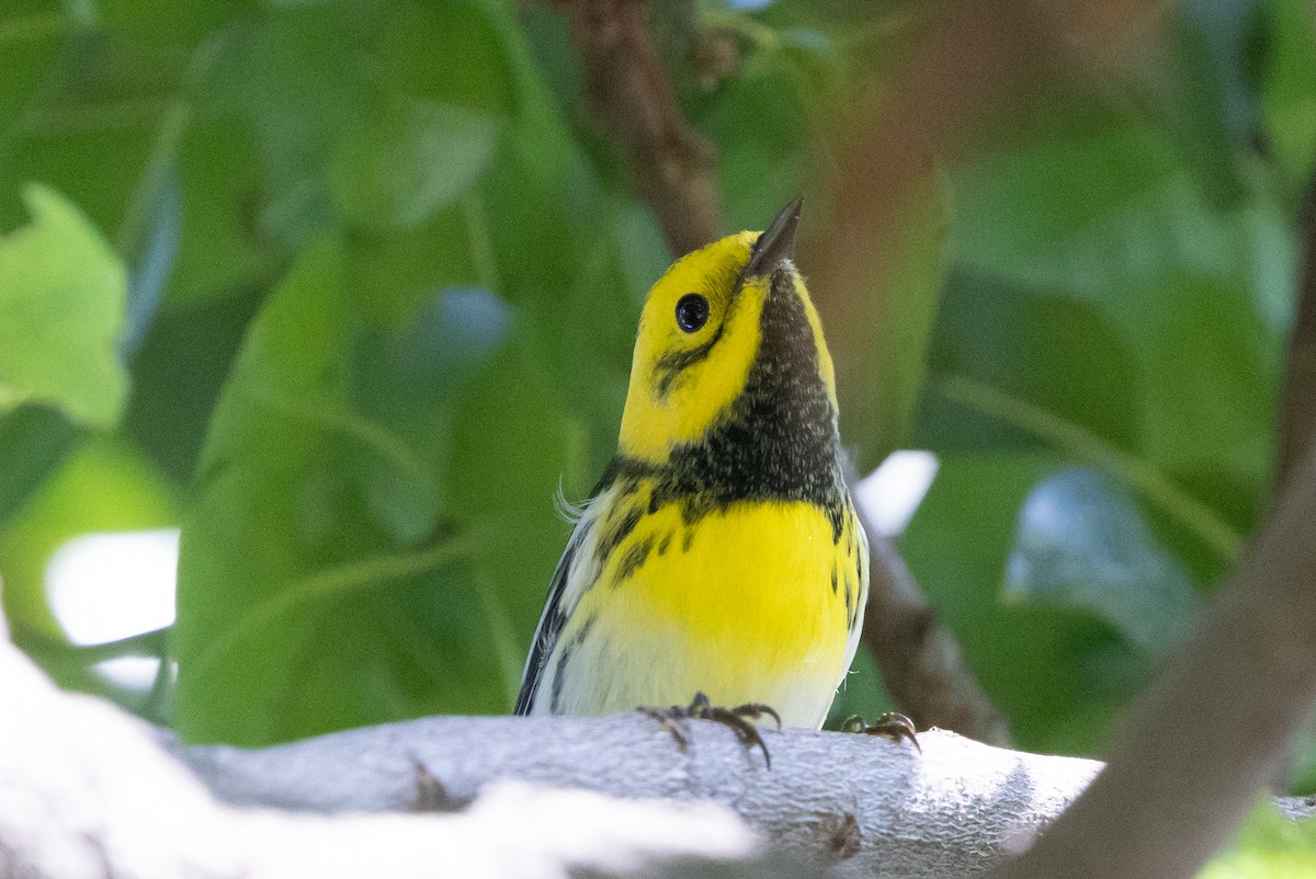 Hybride Paruline de Townsend x P. à tête jaune - ML642419276
