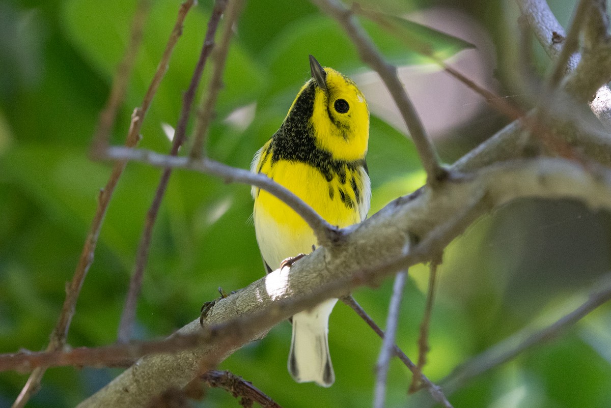 Hybride Paruline de Townsend x P. à tête jaune - ML642419278