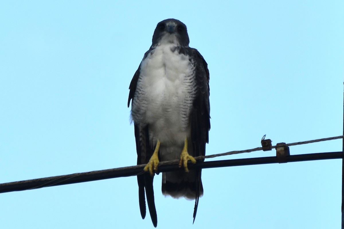 White-tailed Hawk - ML642419279