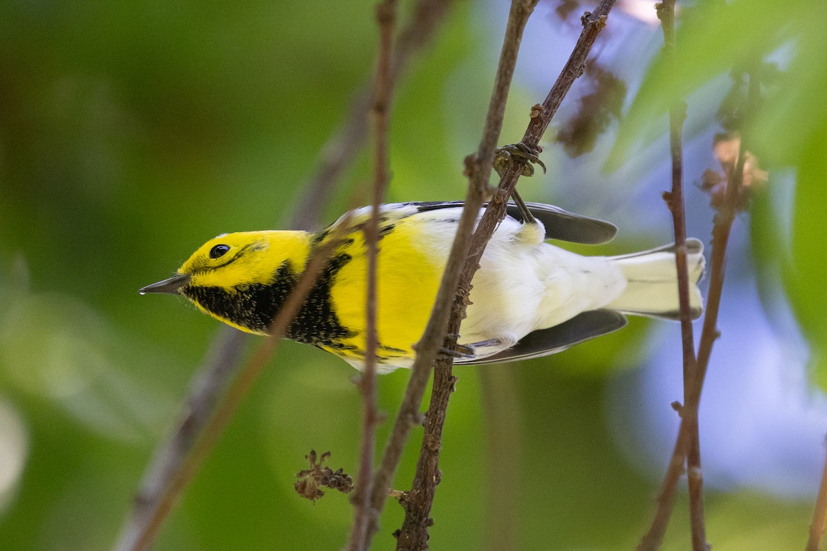 Townsend's x Hermit Warbler (hybrid) - ML642419282