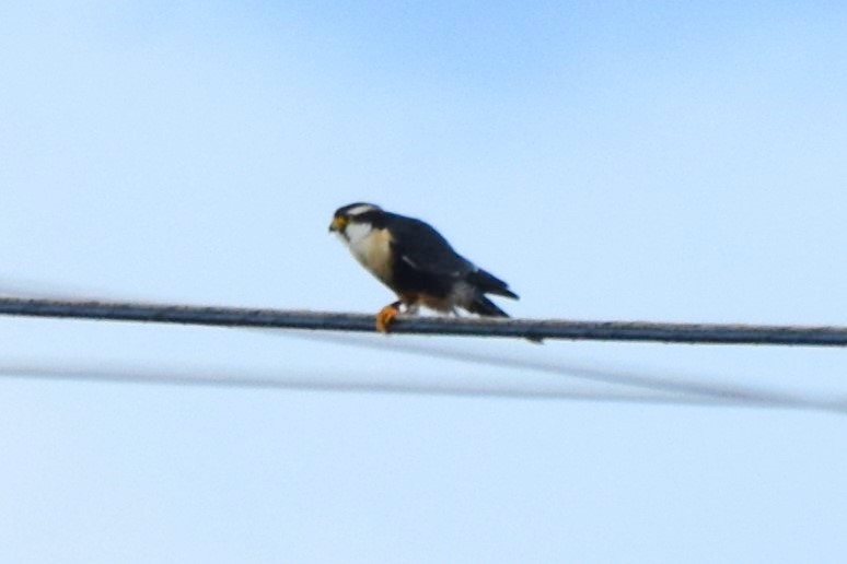 Aplomado Falcon - ML642419283