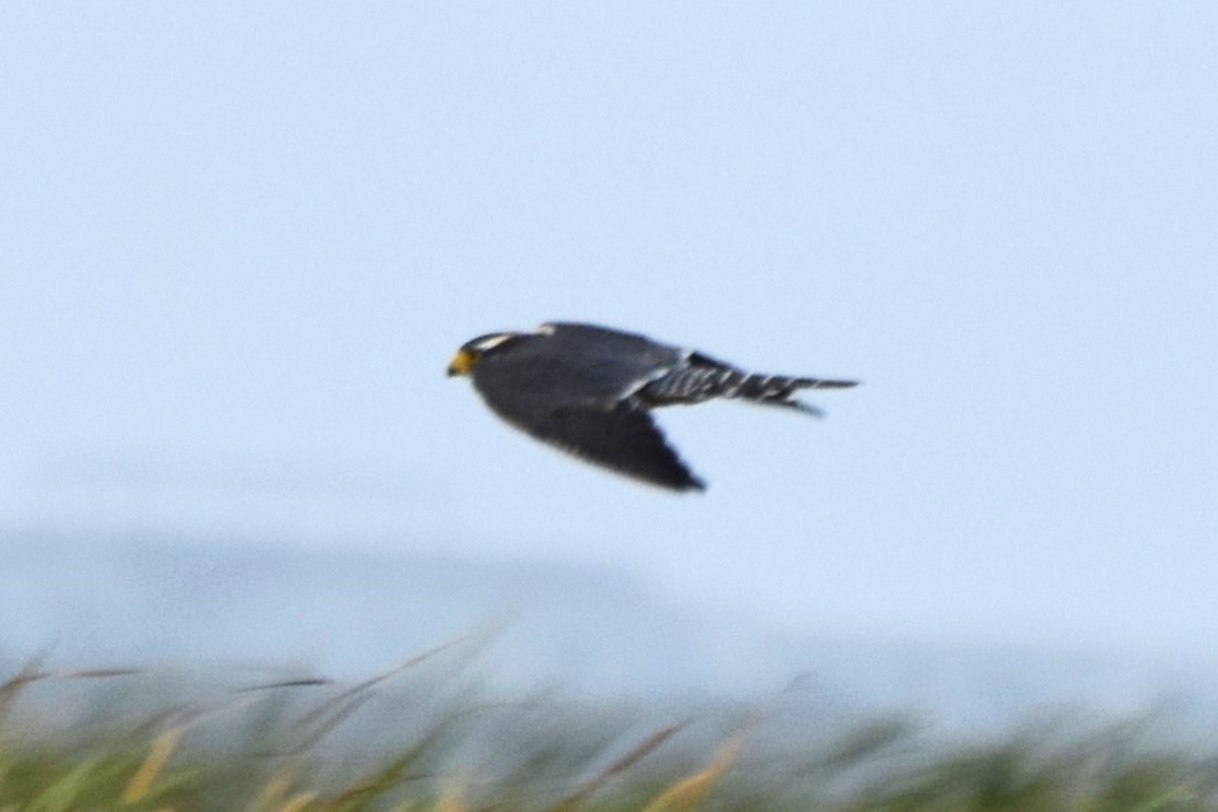 Aplomado Falcon - ML642419284
