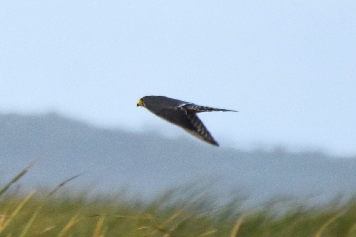Aplomado Falcon - ML642419285