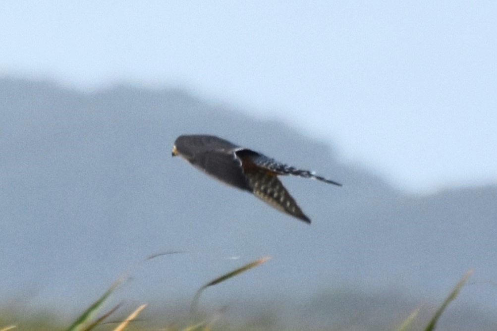 Aplomado Falcon - ML642419286
