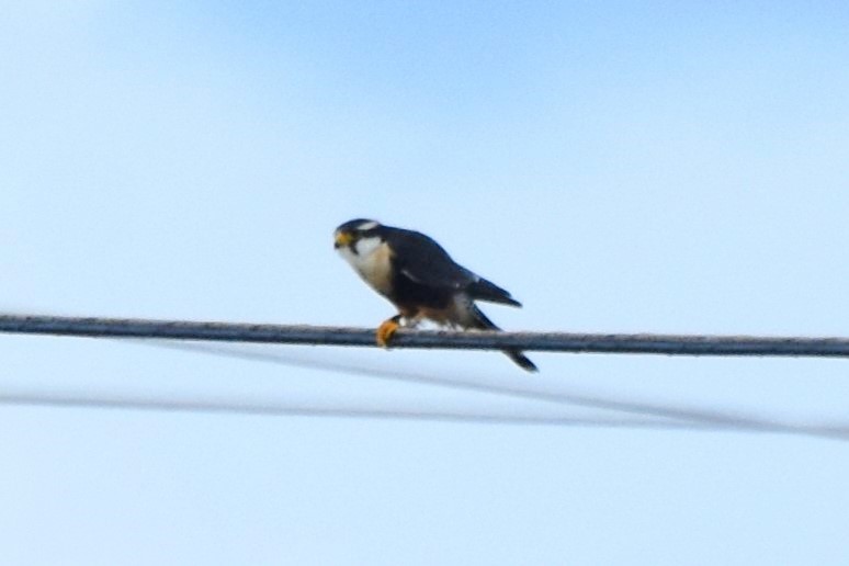 Aplomado Falcon - ML642419287