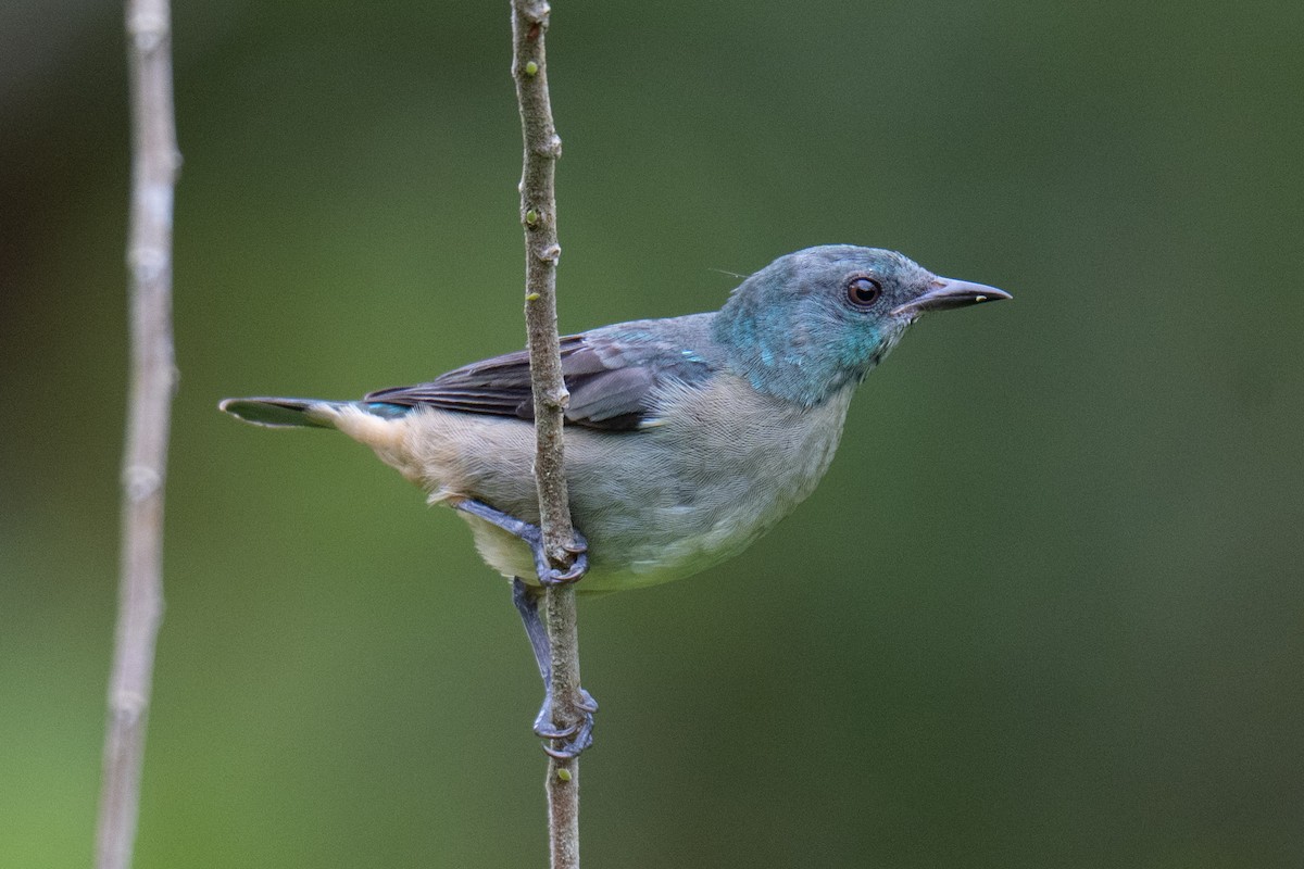 Scarlet-thighed Dacnis - ML642419288