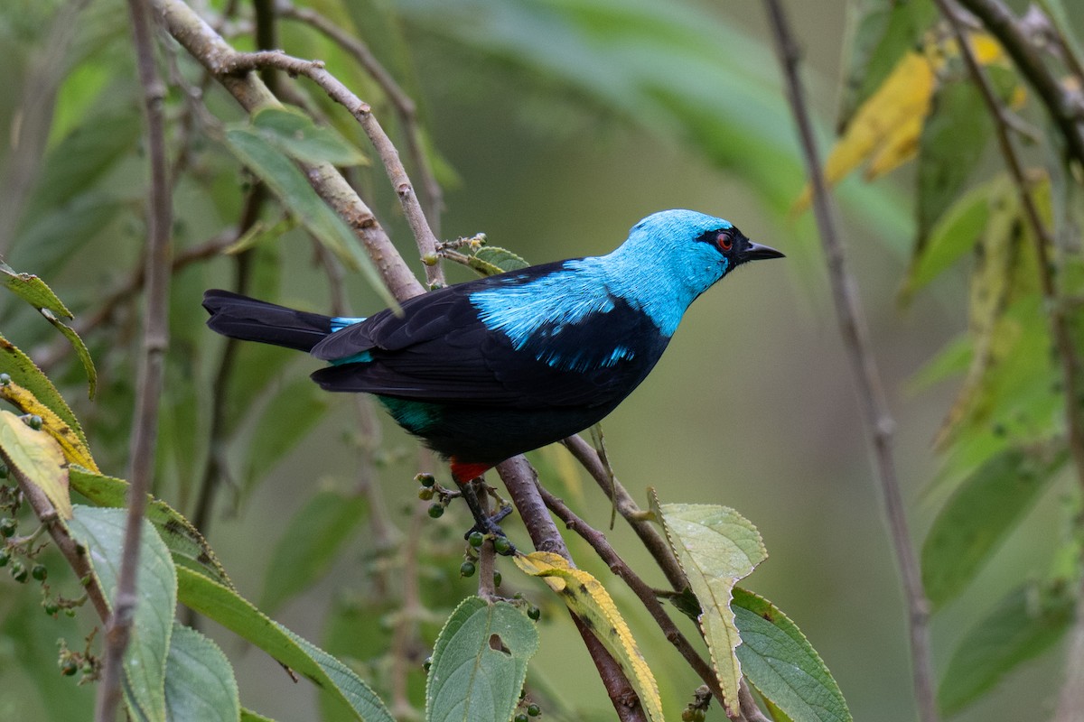 Scarlet-thighed Dacnis - ML642419289