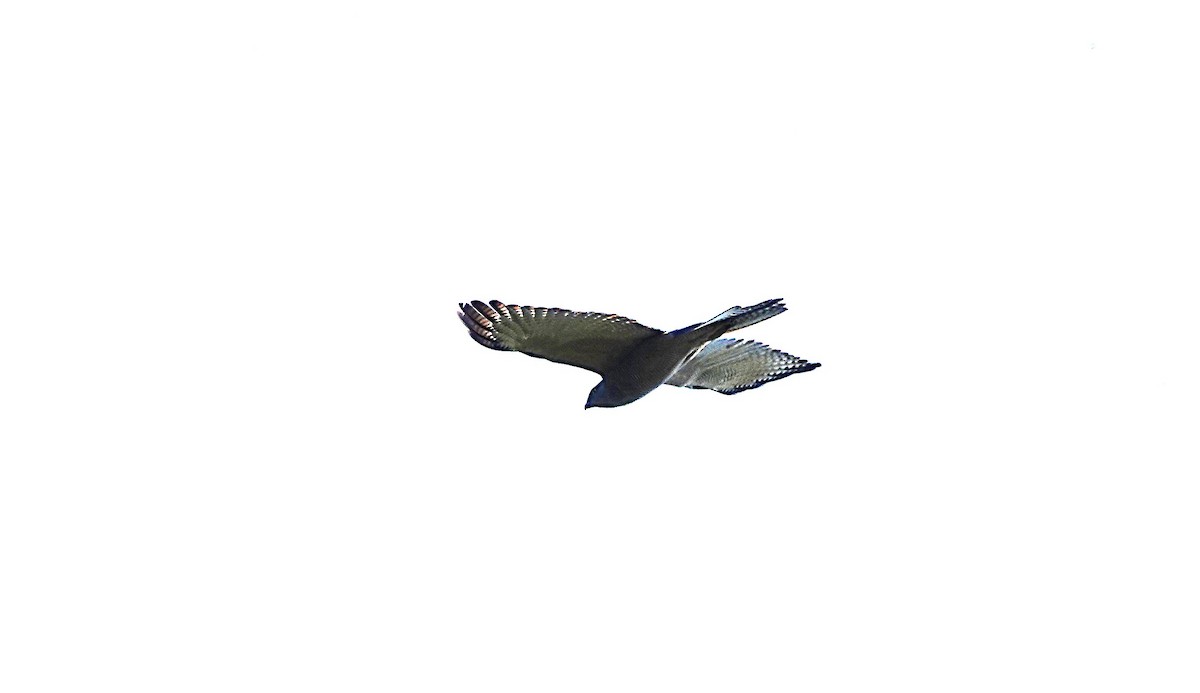 Brown Goshawk - ML642419290