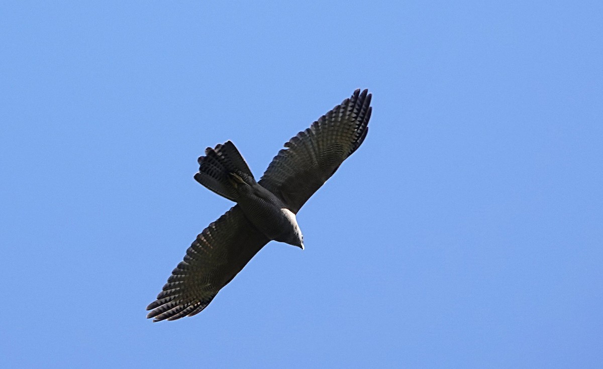 Brown Goshawk - ML642419291