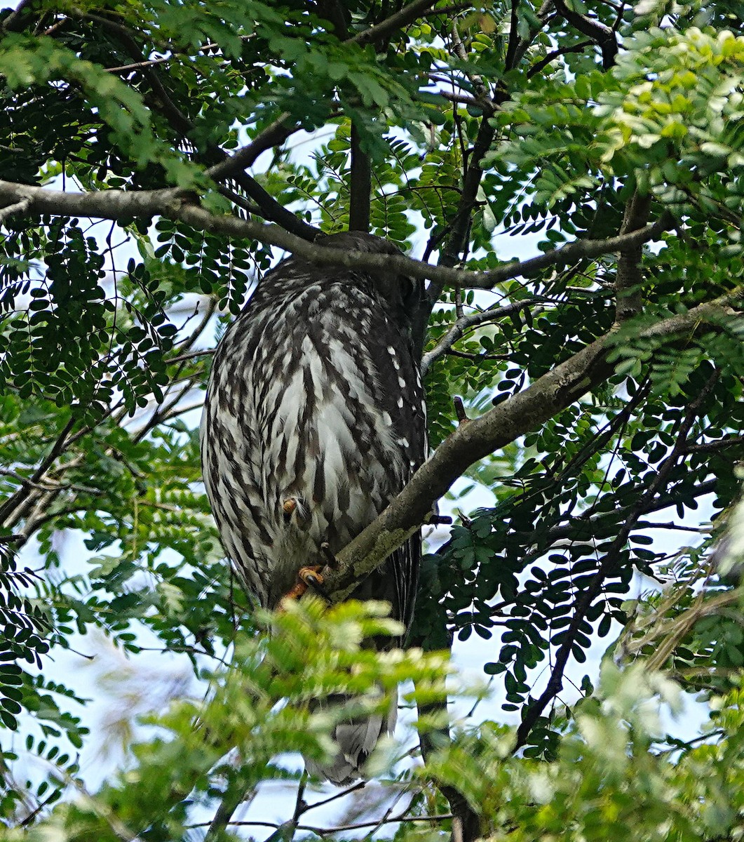 Barking Owl - ML642419292
