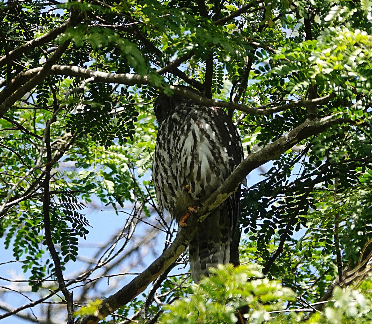 Barking Owl - ML642419293
