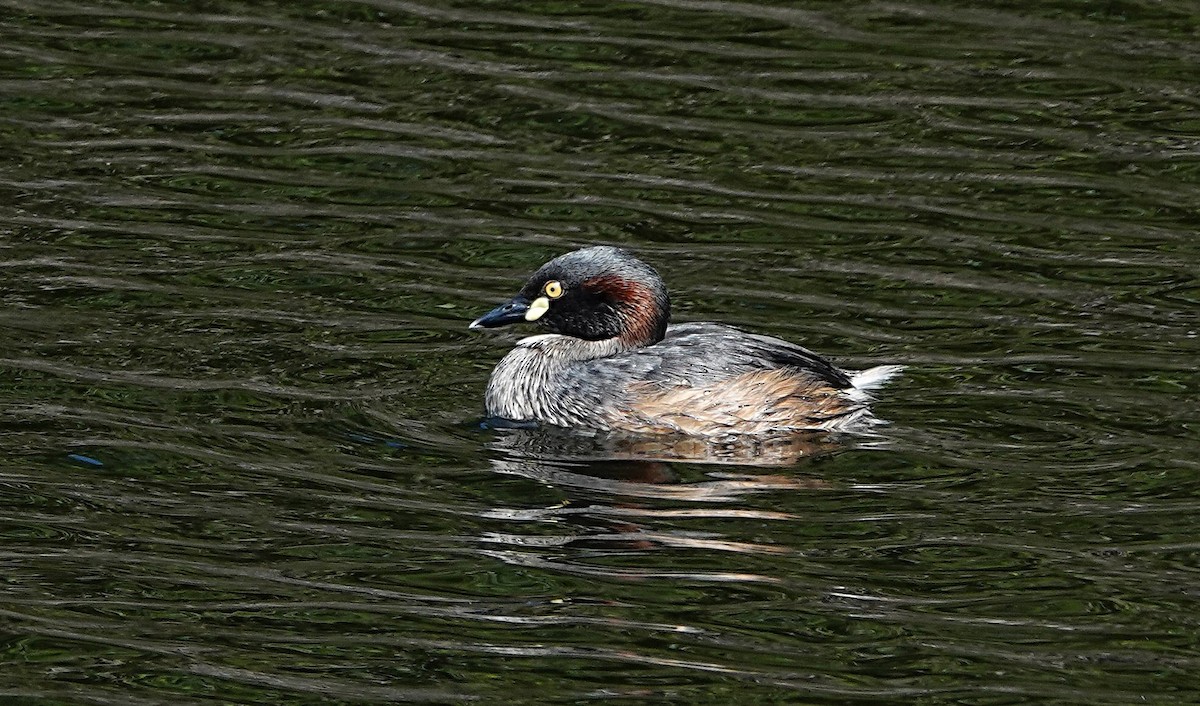 Australasian Grebe - ML642419294