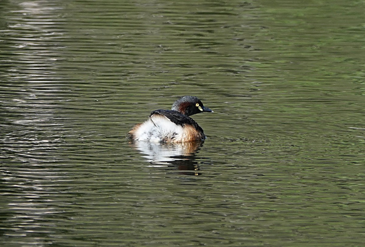 Australasian Grebe - ML642419295