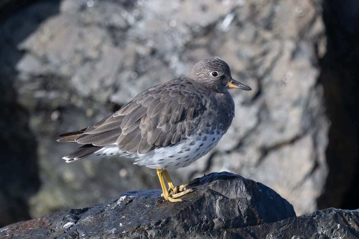 Surfbird - ML642419303