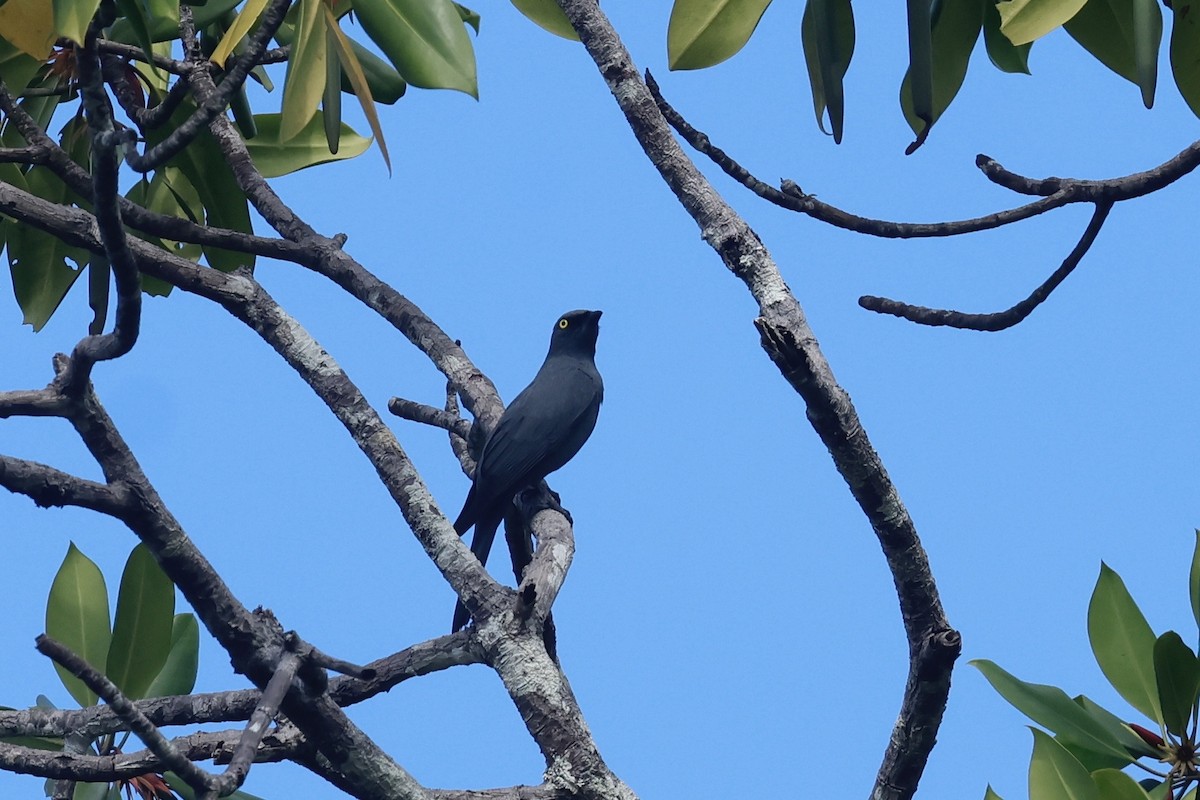 Barred Cuckooshrike - ML642419306