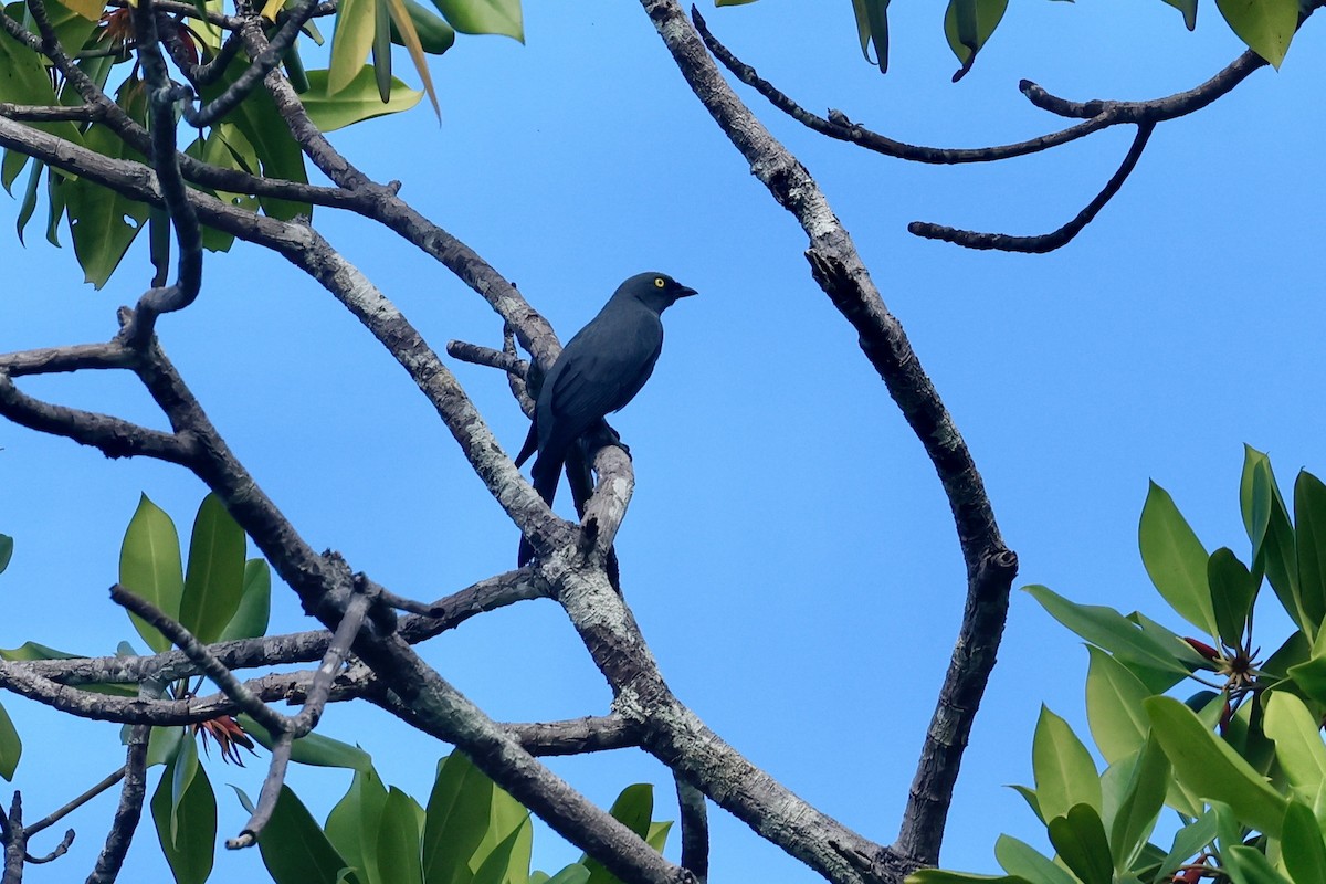 Barred Cuckooshrike - ML642419307