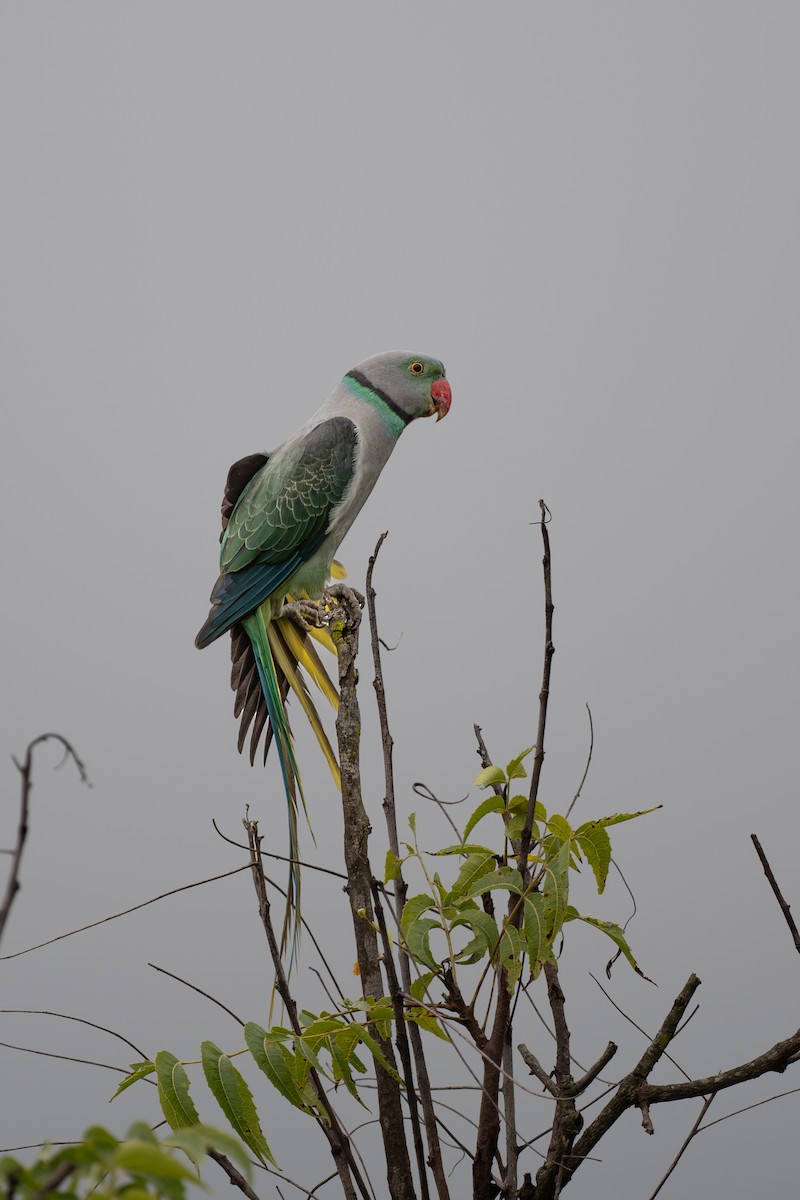 Malabar Parakeet - ML642419312