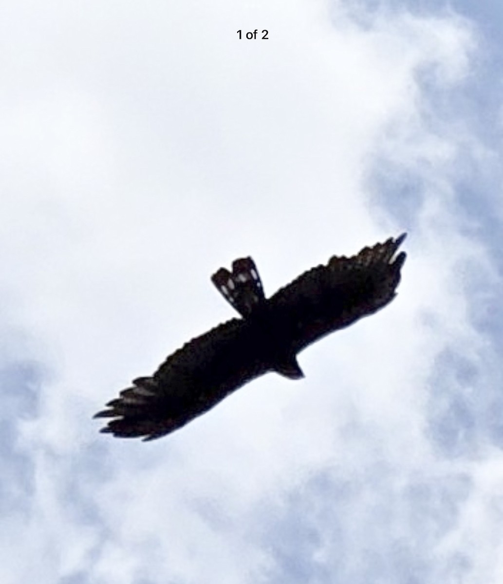 Rußbussard - ML642419324