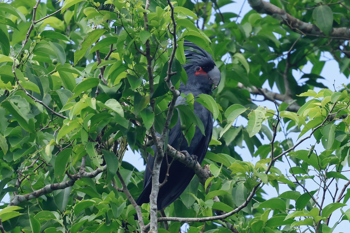 Palm Cockatoo - ML642419331