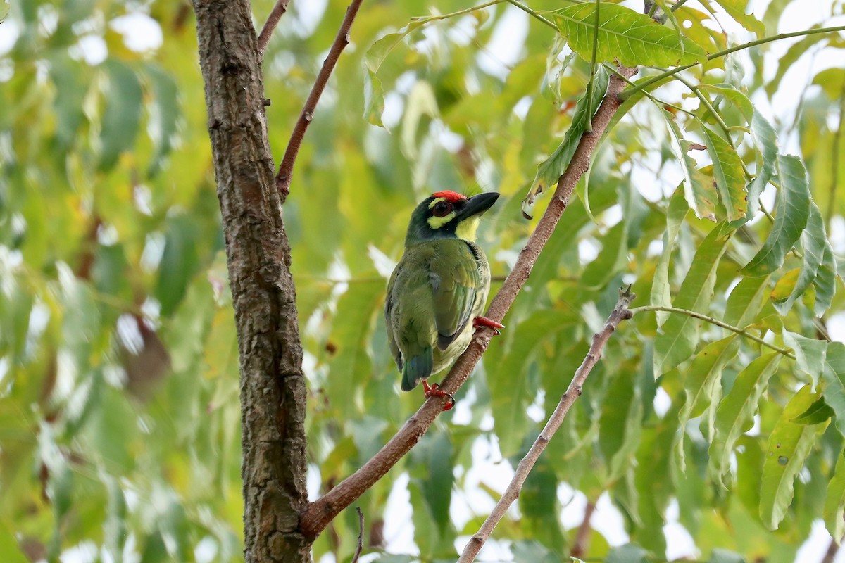 Kupferschmied-Bartvogel - ML642419351