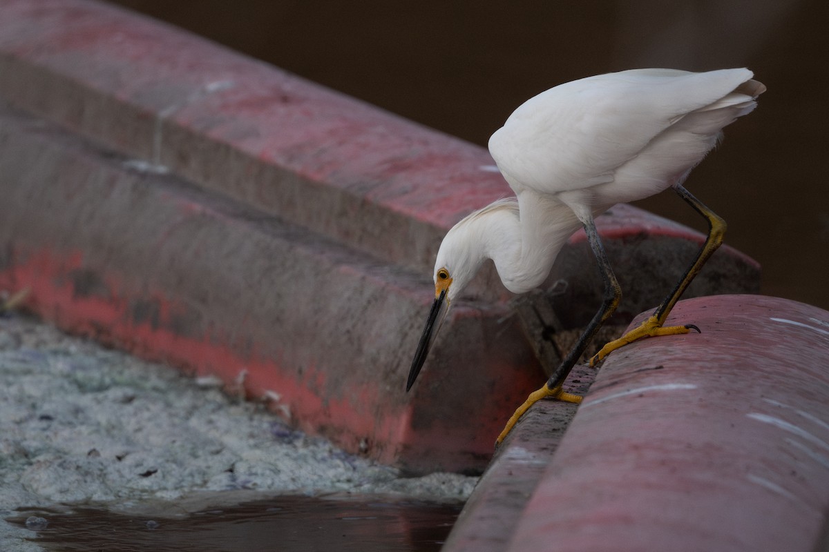 Snowy Egret - ML642419373