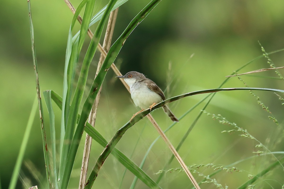 Gray-breasted Prinia - ML642419382