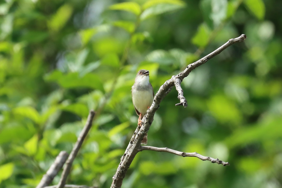 Gray-breasted Prinia - ML642419383