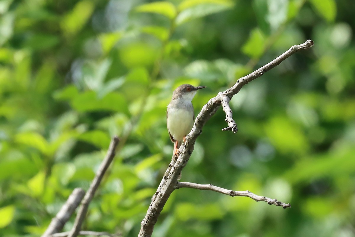 Gray-breasted Prinia - ML642419384