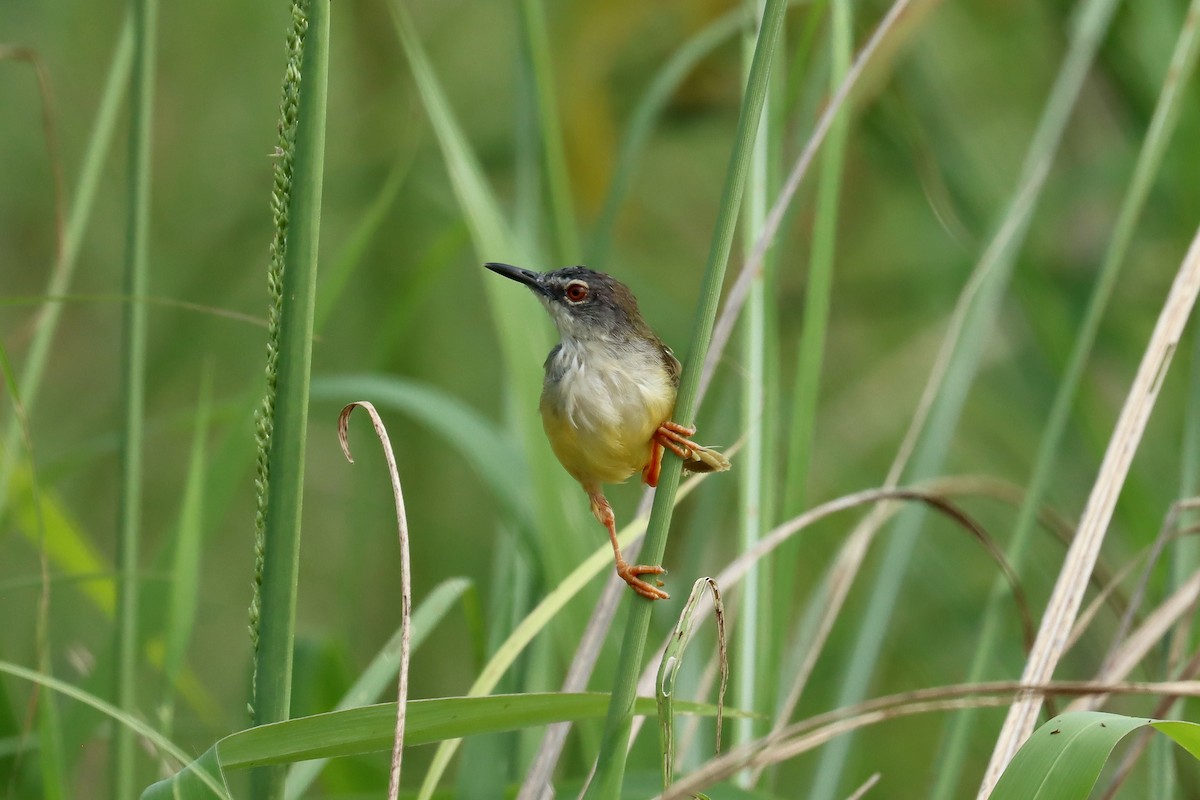 Yellow-bellied Prinia - ML642419386