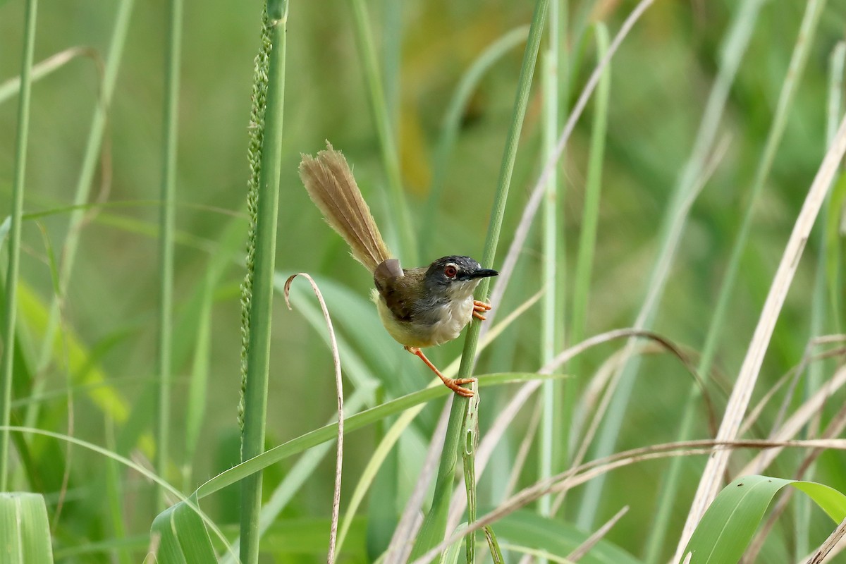 Yellow-bellied Prinia - ML642419387