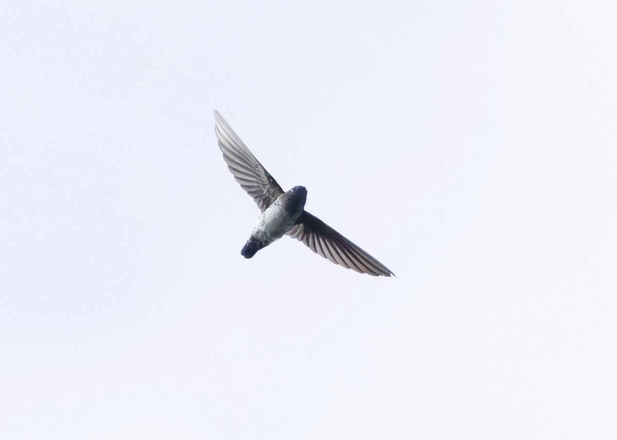 Plume-toed Swiftlet - ML642419417