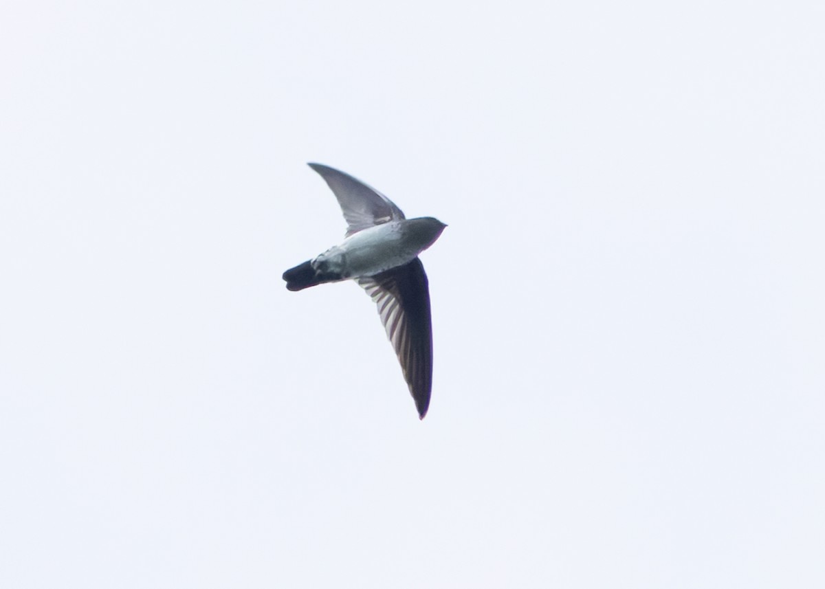 Plume-toed Swiftlet - ML642419418