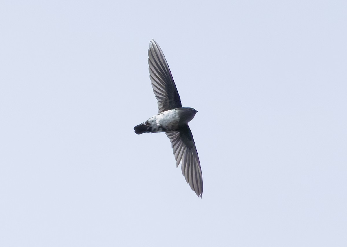Plume-toed Swiftlet - ML642419419