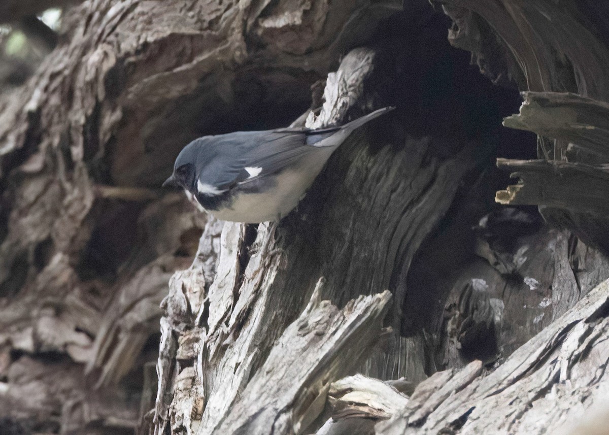 Black-throated Blue Warbler - ML642419448